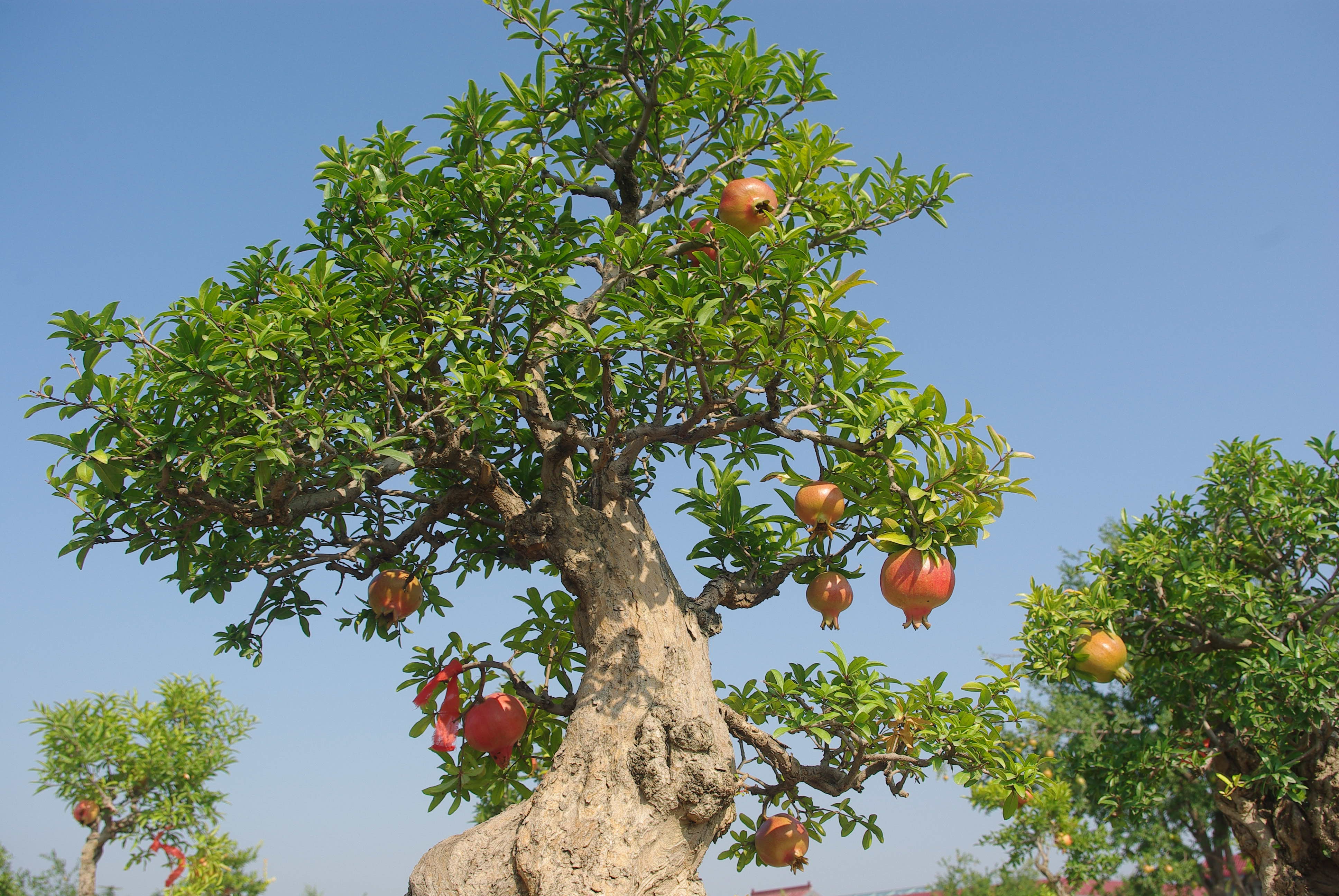 喜阴的水果树图片